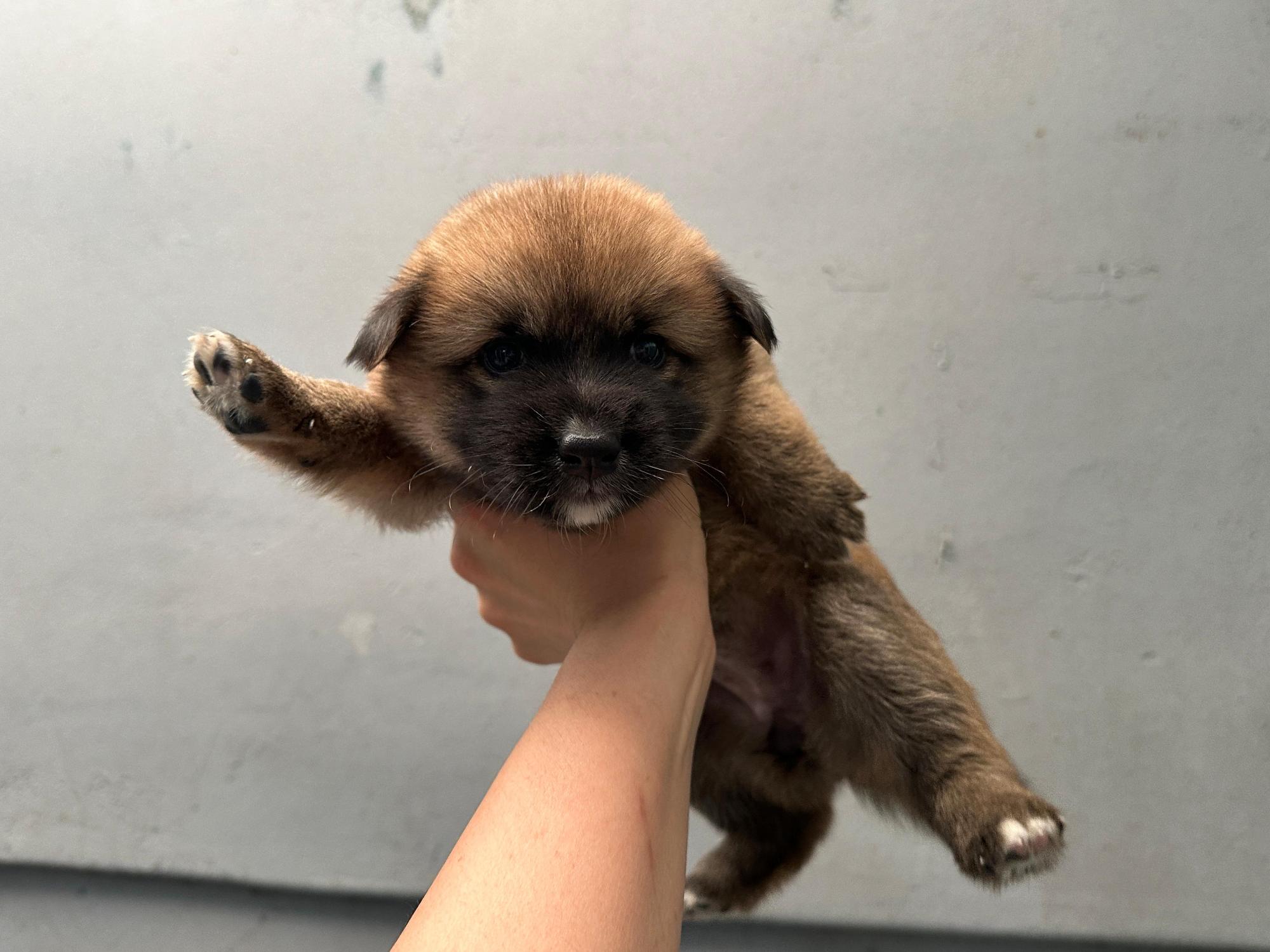 종료(기증) 믹스견…
